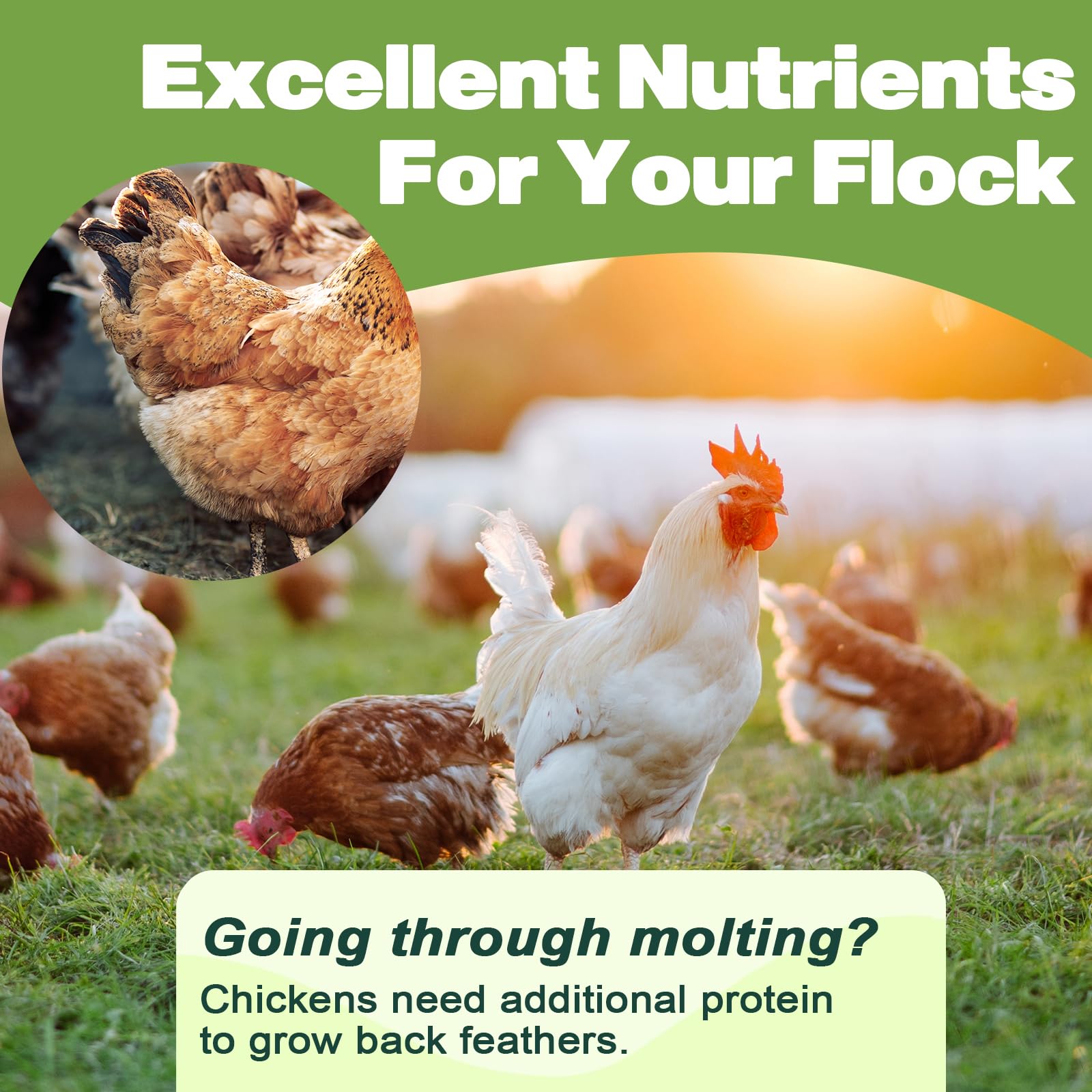 LIWII dried mealworms at a feeder attracting wild birds with a protein-rich snack.