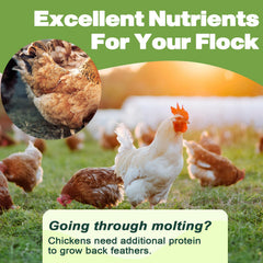 LIWII dried mealworms at a feeder attracting wild birds with a protein-rich snack.