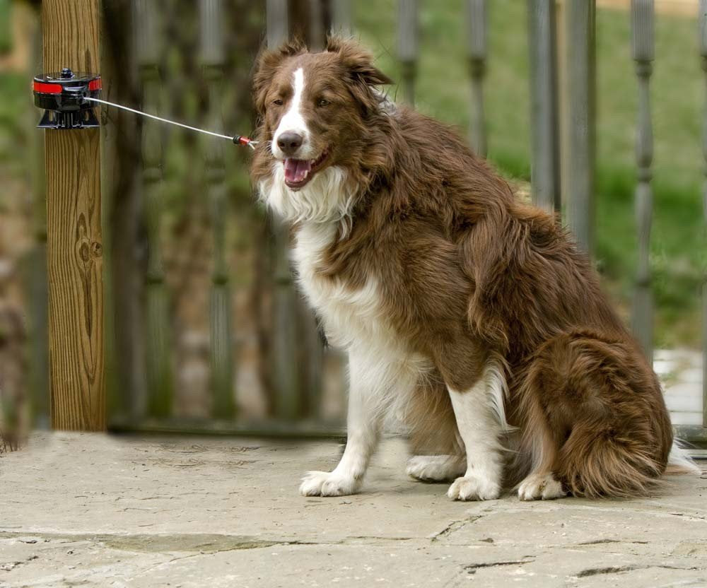 Lixit 360-degree housing enables full range of motion for dogs.