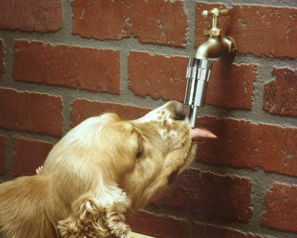 Two-pack Lixit L100 pet waterers provide versatile hydration options.