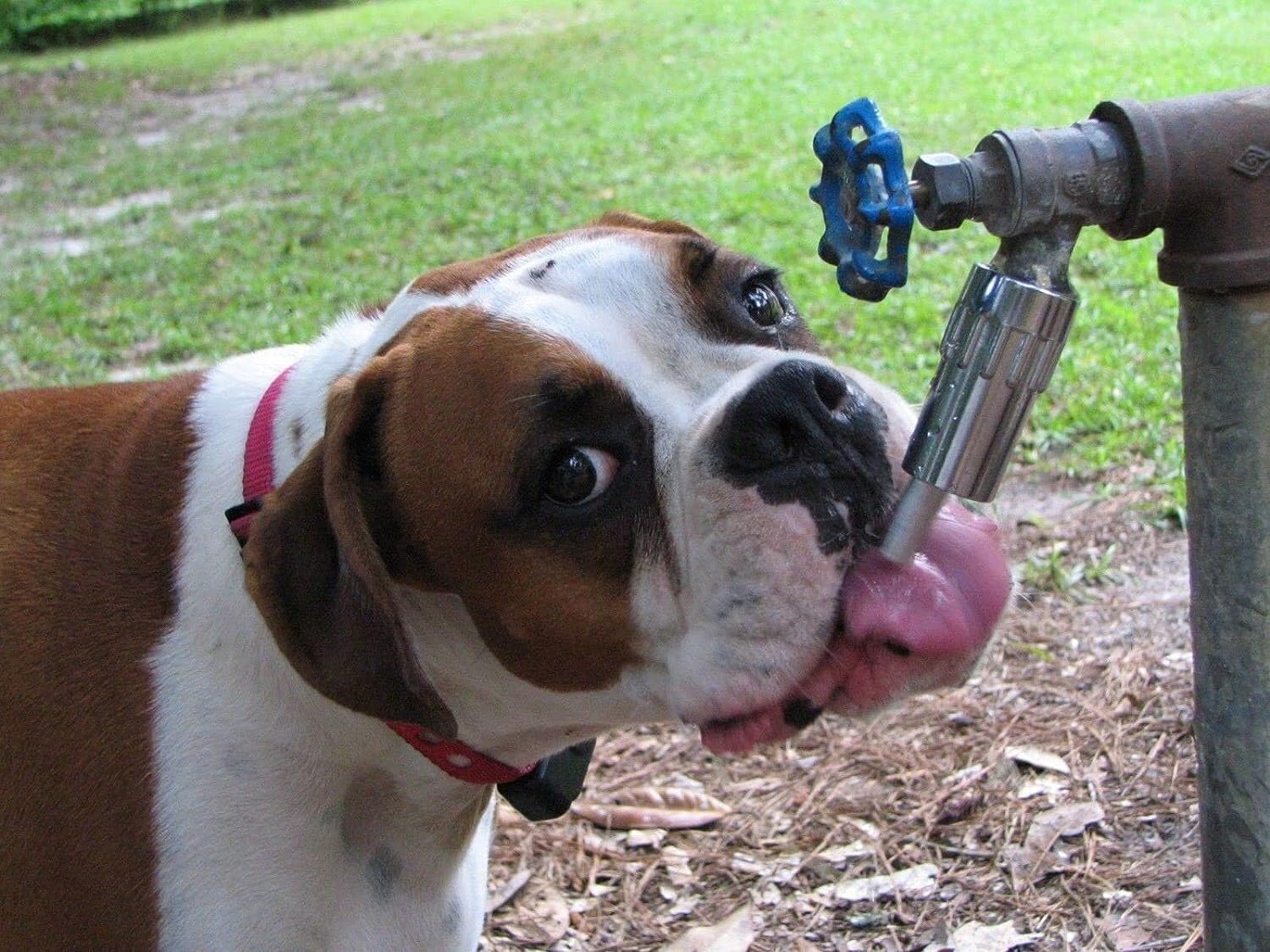 Lixit L100 made in the USA dog waterer for outdoor durability.