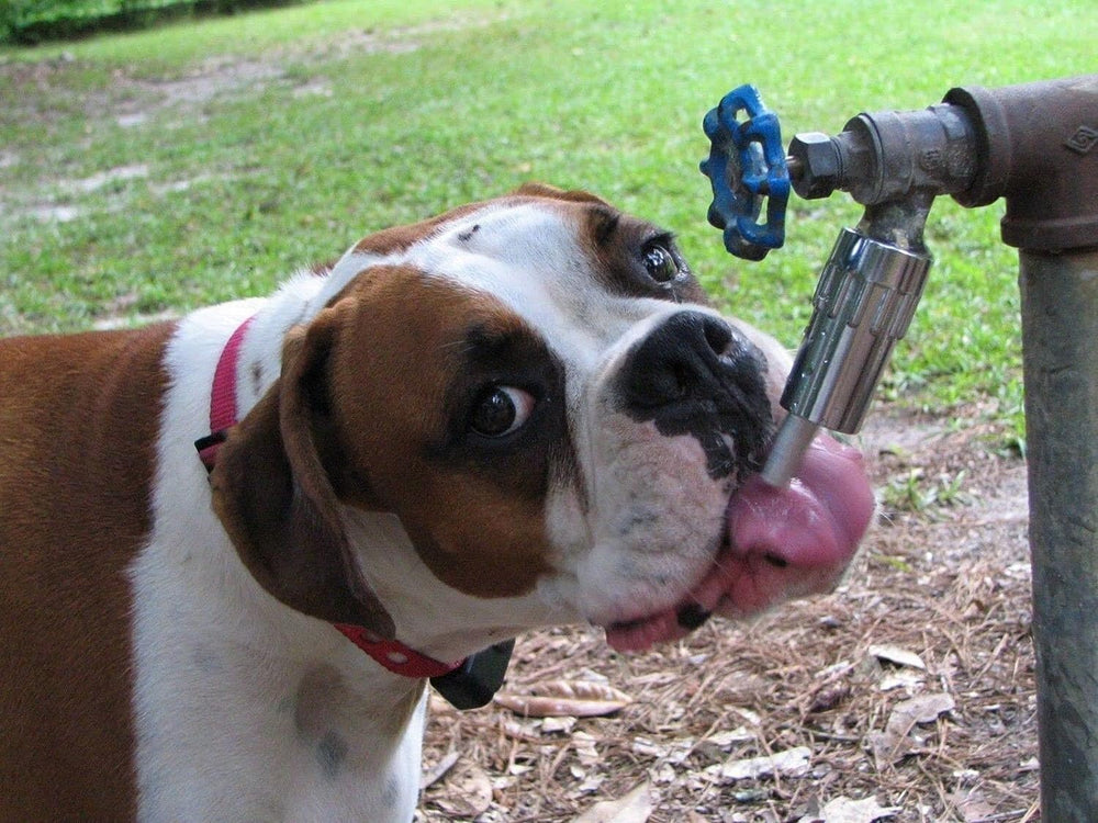 Lixit L100 made in the USA dog waterer for outdoor durability.