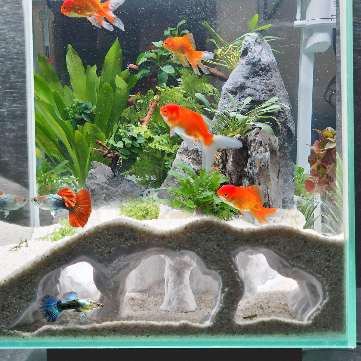 LIYAOLI 3D cave viewing window reveals resting behavior in a freshwater tank.