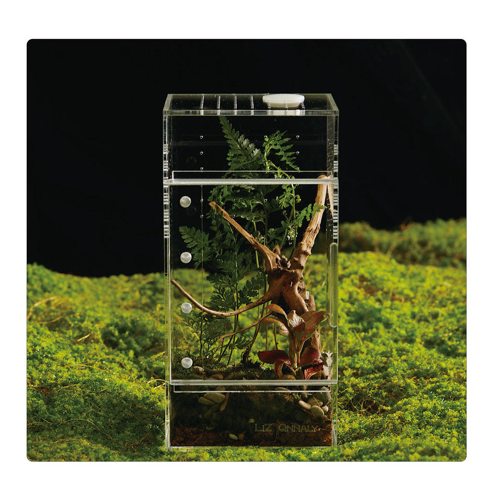 Liz Qnnaly acrylic terrarium with preassembled design for instant setup.