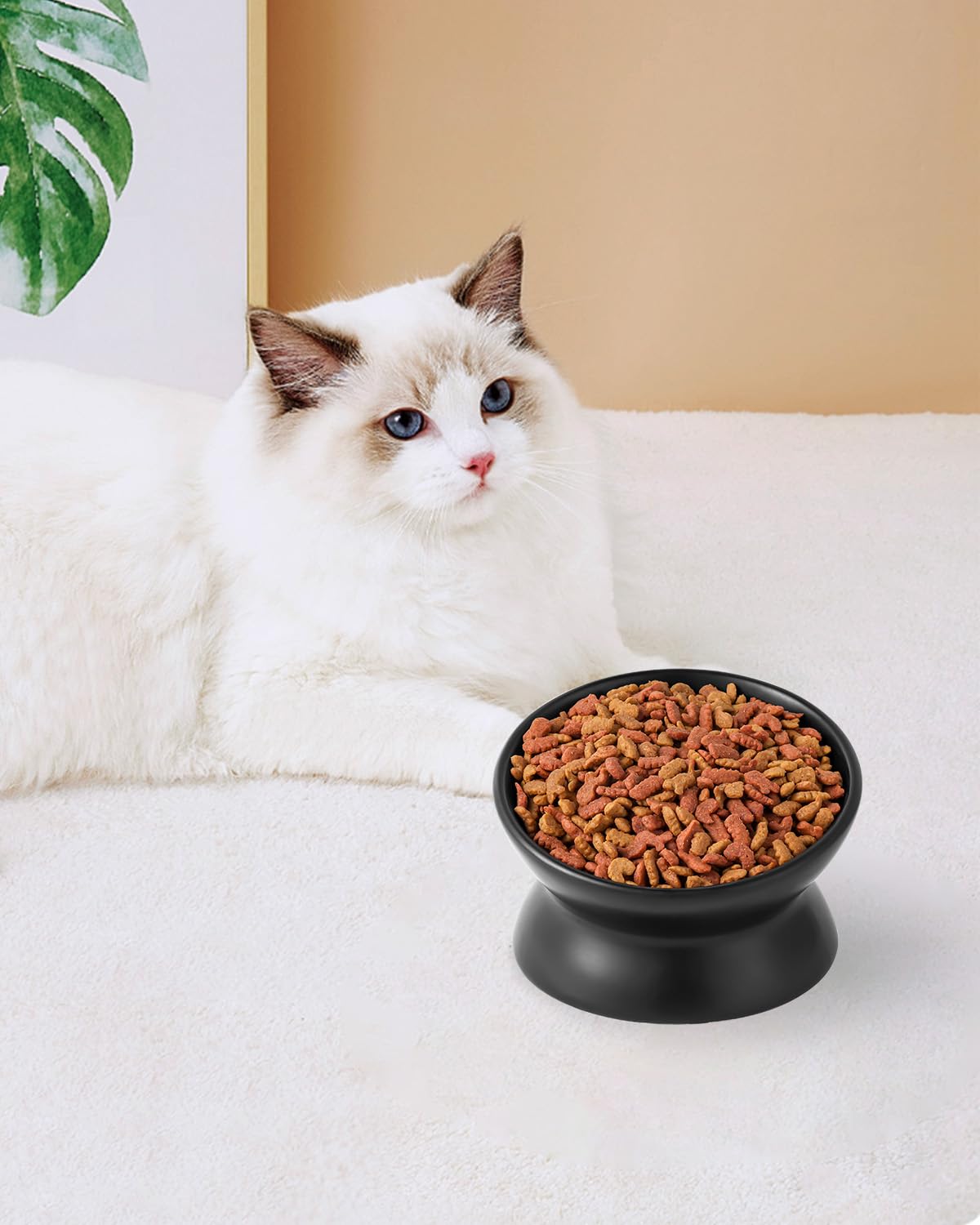 LoeJan black 2-pack cat bowls provide value and flexibility.