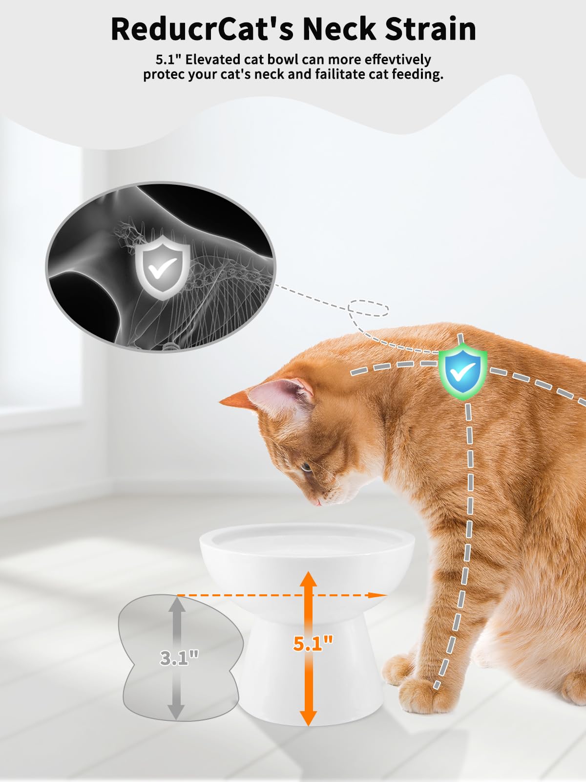 LoeJan whisker-friendly tray with wide 6 inch design reduces whisker fatigue during meals.