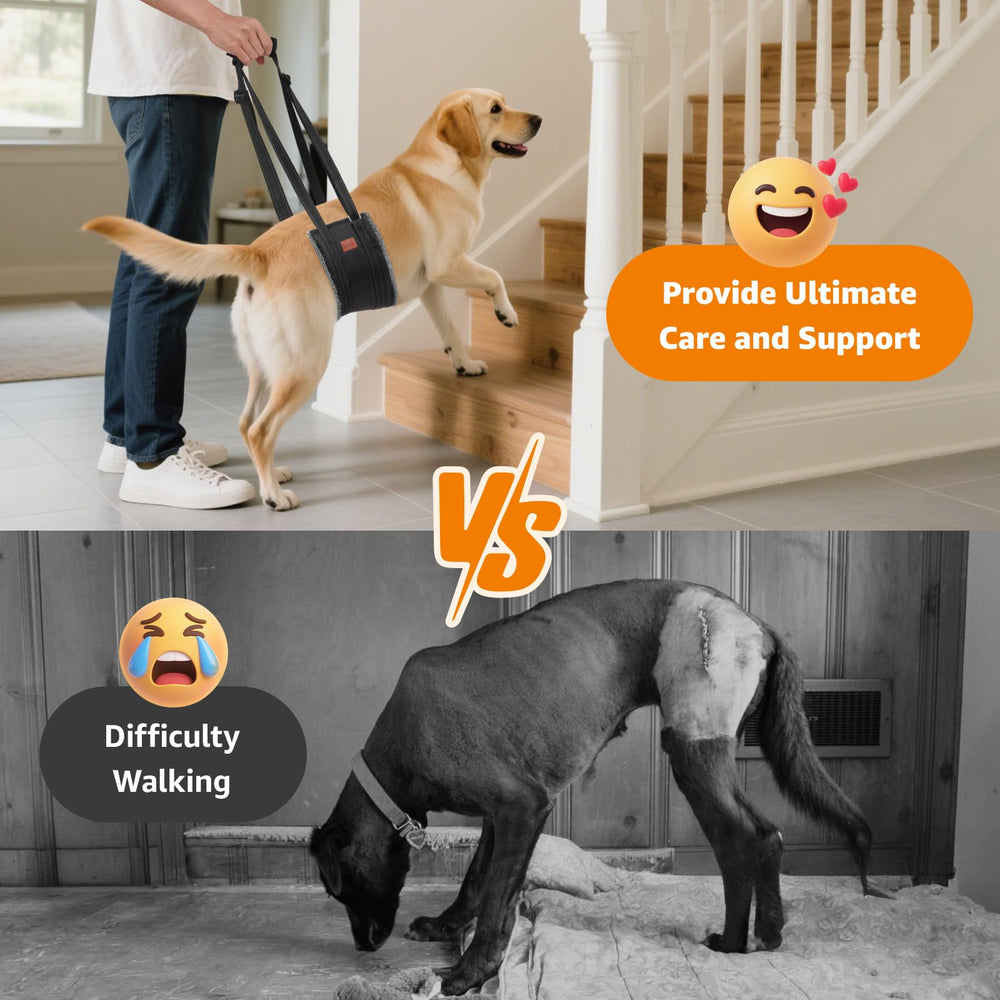 LOOBANI sling aids elderly dogs to stand up safely.