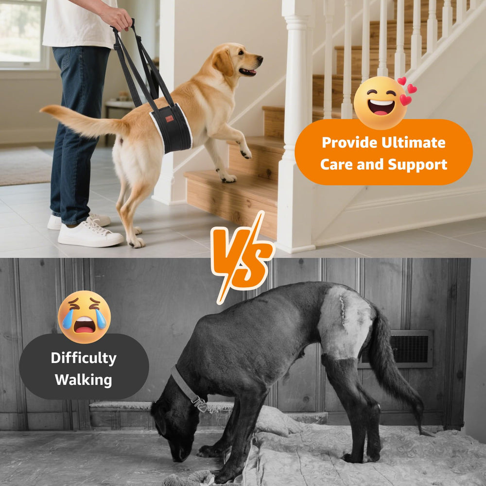 LOOBANI hip-support dog sling provides gentle lift for hip stability during movement.