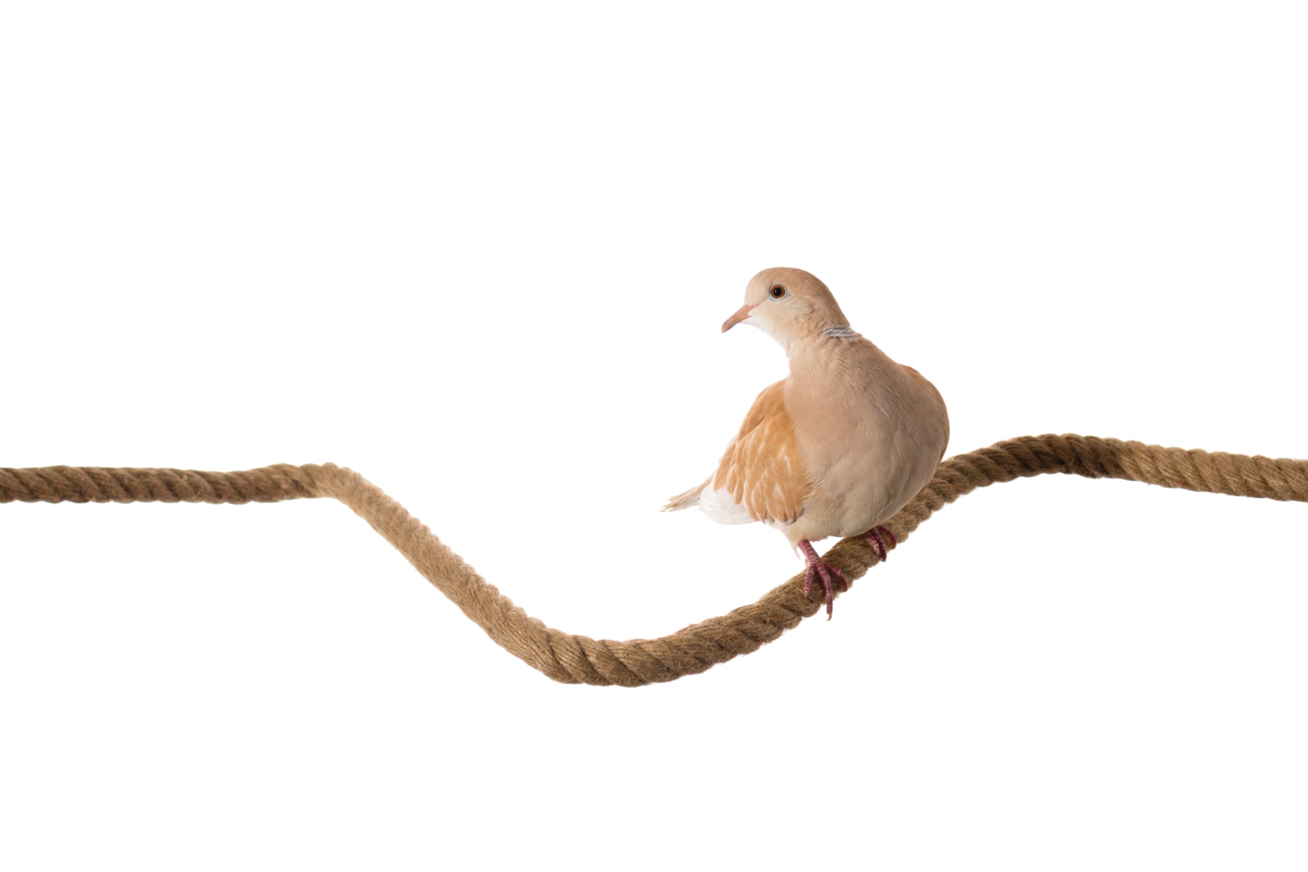 Lovely Little Flyers brown cage accessory blends with many cages while encouraging exploration.