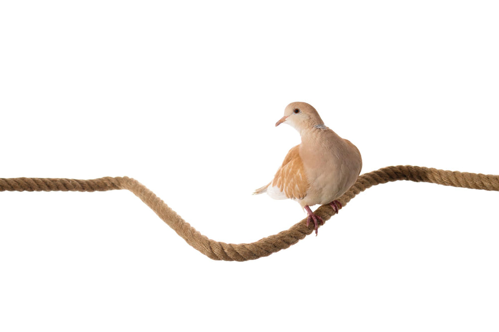 Lovely Little Flyers brown cage accessory blends with many cages while encouraging exploration.