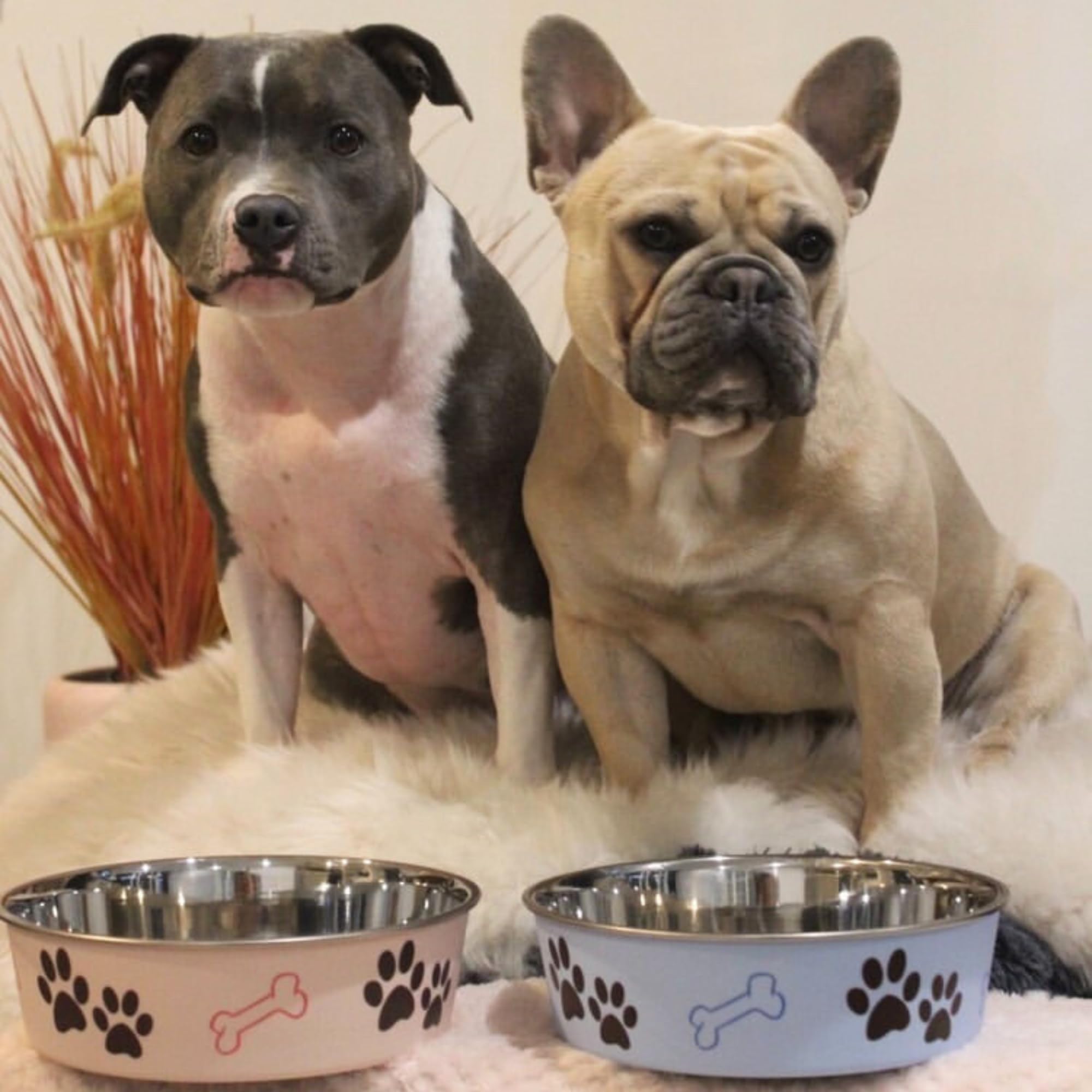 Loving Pets Bella Bowl dishwasher-safe design simplifies cleanup after meals.