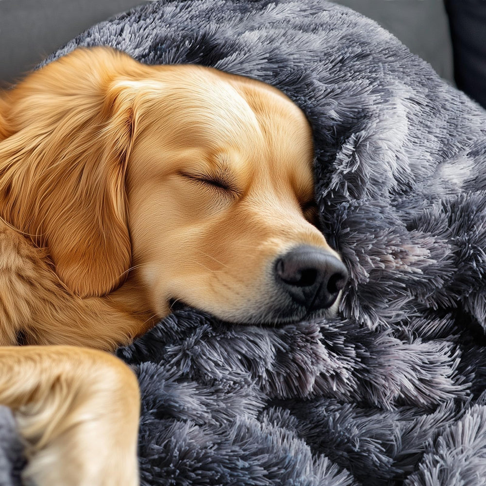 Luciphia all-in-one pet blanket covering the couch for everyday use.
