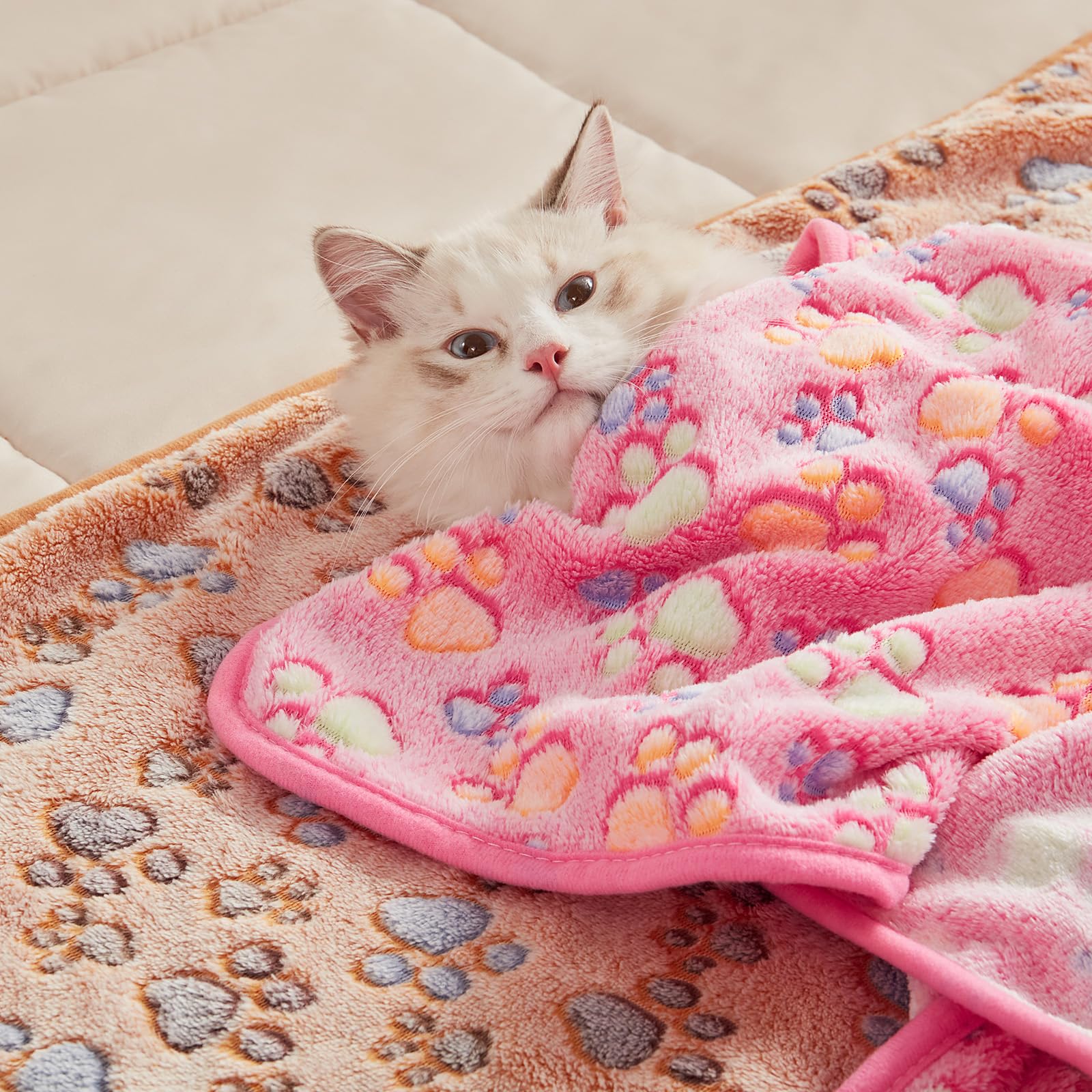 Luciphia size options include small, medium, and large for different pets.