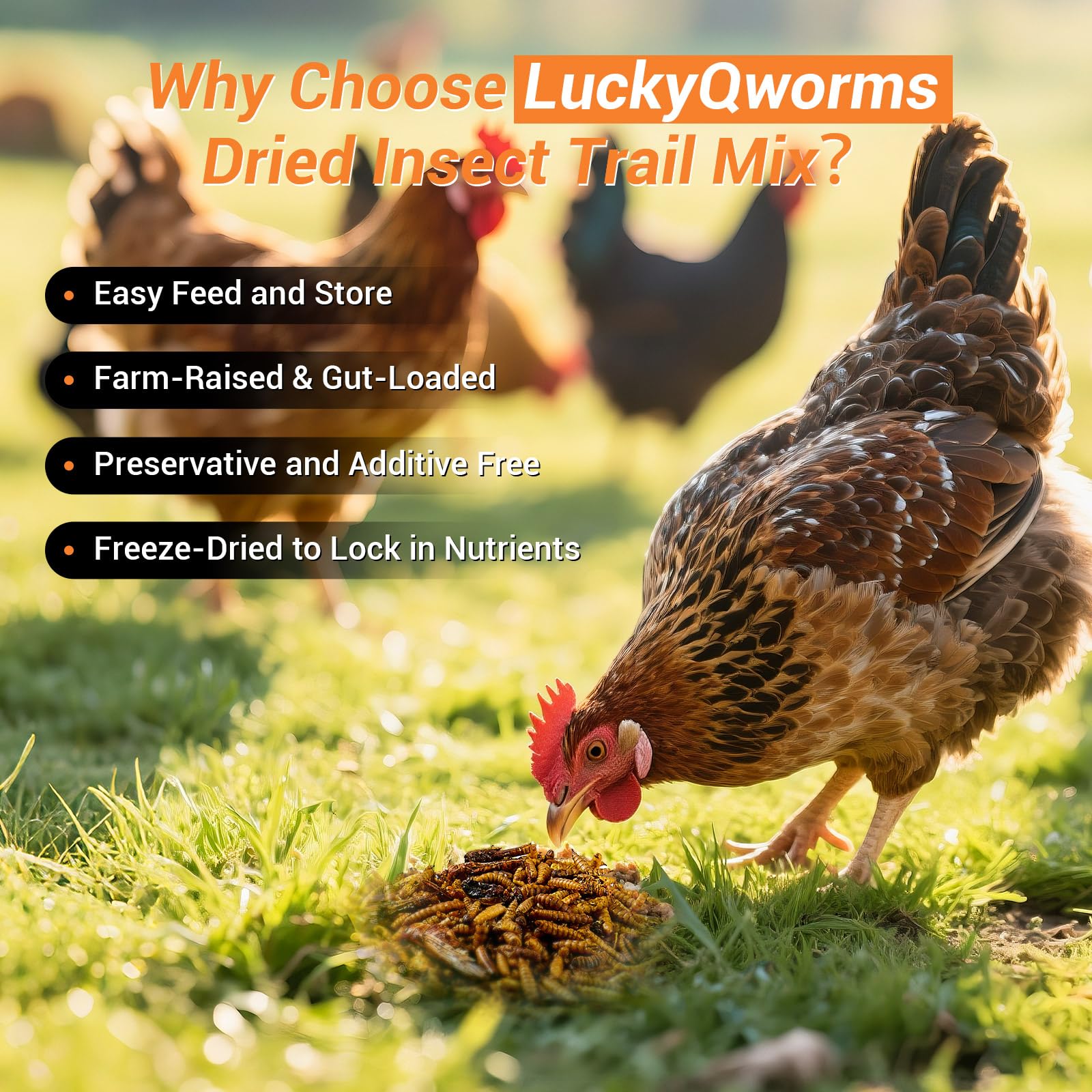 LuckyQworms product image with chickens nearby emphasizing egg-laying support