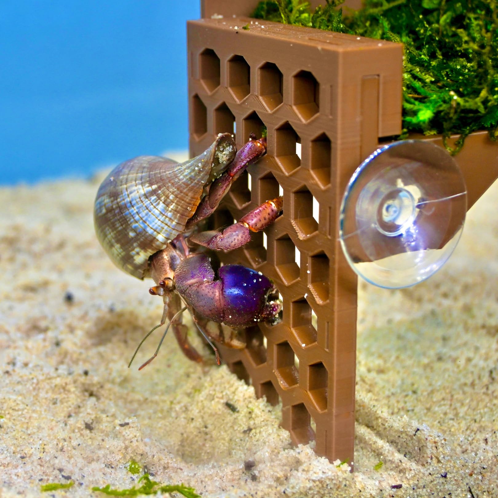 Lucky Critter 3-piece enrichment set offers versatile tank enhancement.
