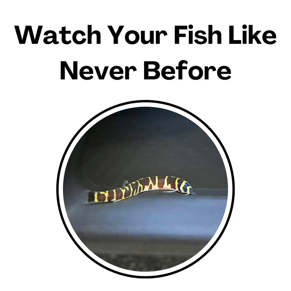 Lucky Critter hiding spots encourage shy fish while keeping them visible.