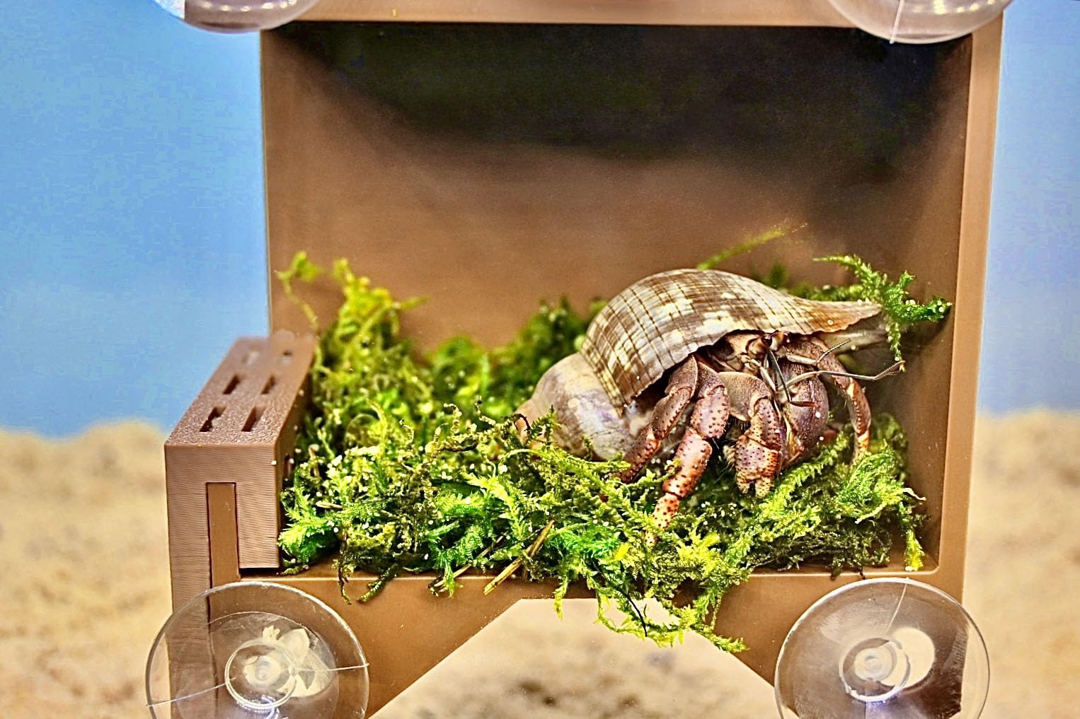 Lucky Critter suction cups secure the wall for stable hermit crab play.