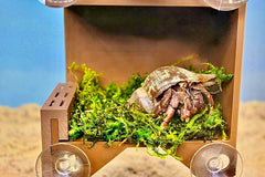 Lucky Critter suction cups secure the wall for stable hermit crab play.