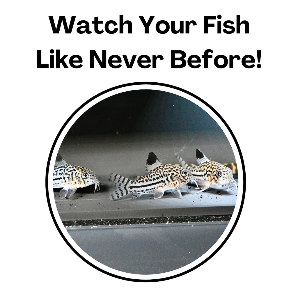 Lucky Critter viewing-friendly hideout adds a new perspective for watching aquarium residents.