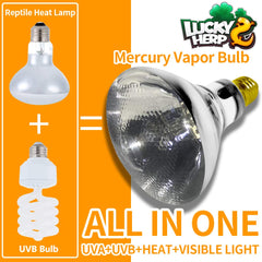 LUCKY HERP 100W UVA UVB lamp bearded dragon setup provides day-like warmth.