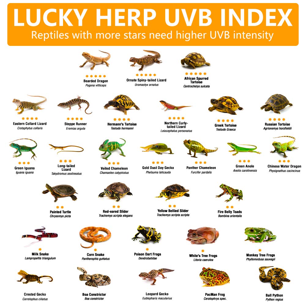 LUCKY HERP heat lamp vertical installation demonstrates safe mounting.