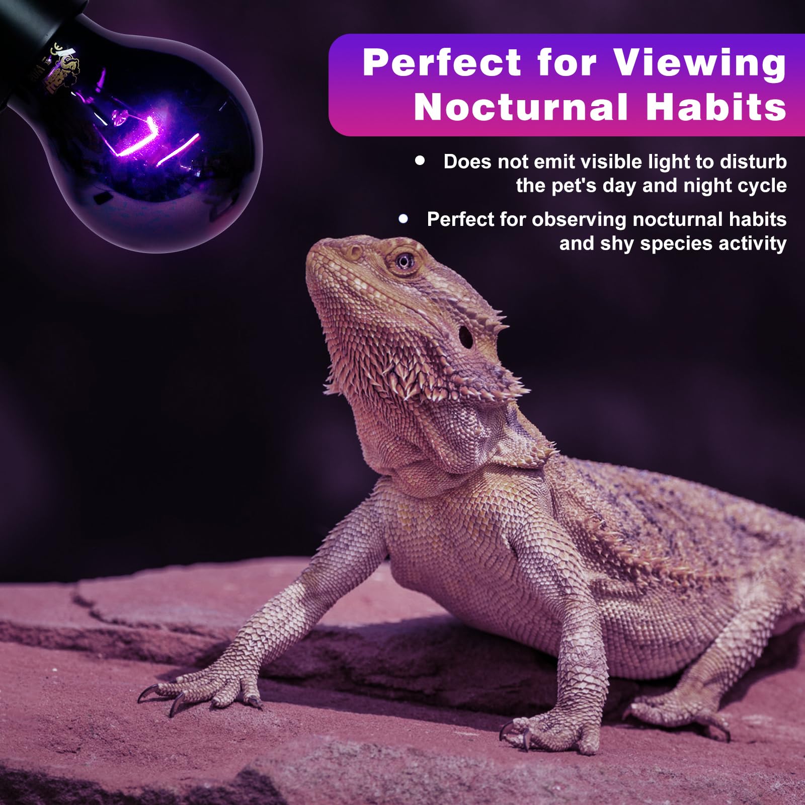LUCKY HERP night light helps bearded dragons rest while you observe behavior.