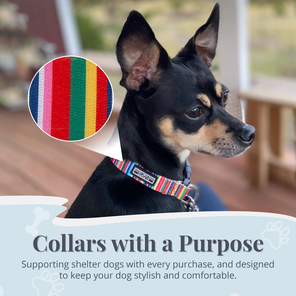 Lucky Love Dog collar and leash set ready for hiking adventures.
