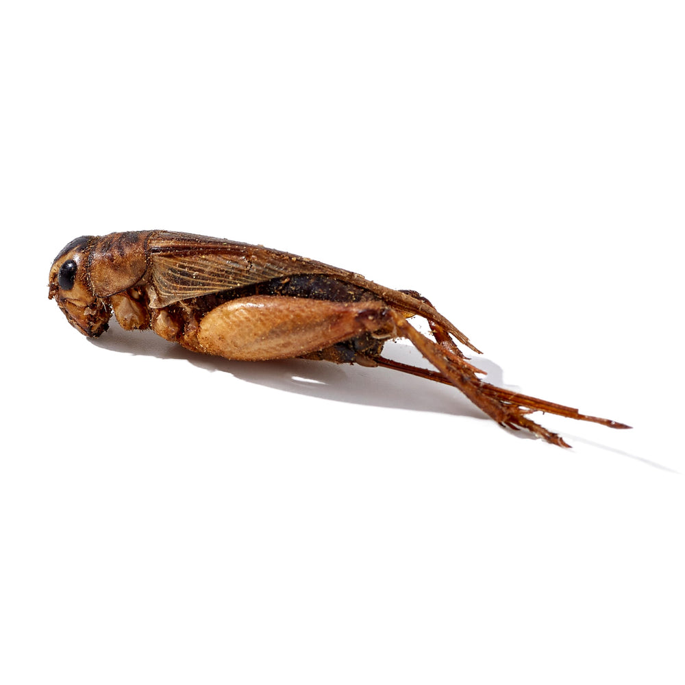 Feeding bearded dragons and birds with LuckyQworms crickets