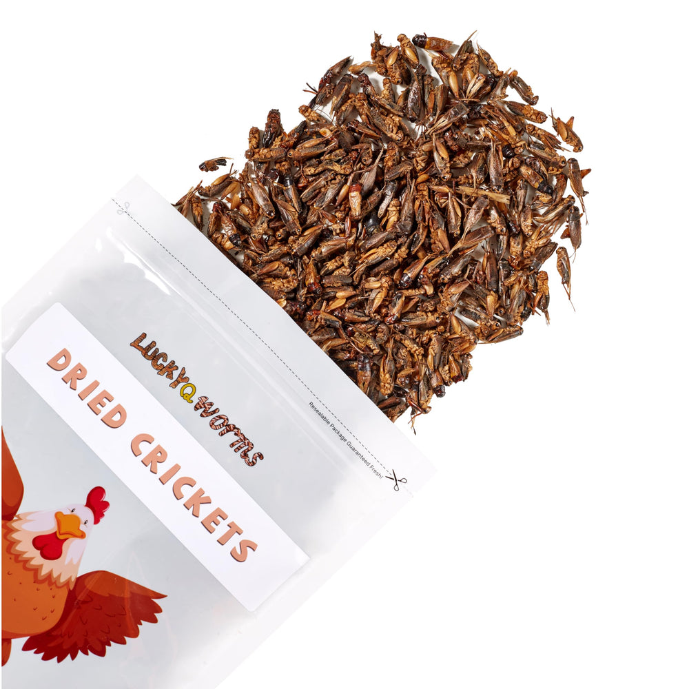 Close-up of LuckyQworms freeze-dried crickets preserving nutrients