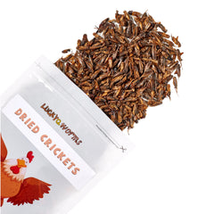 Close-up of LuckyQworms freeze-dried crickets preserving nutrients