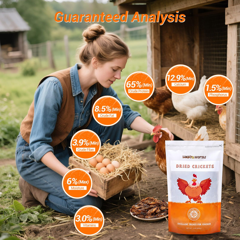 LuckyQworms protein-rich crickets provide strong energy for pets
