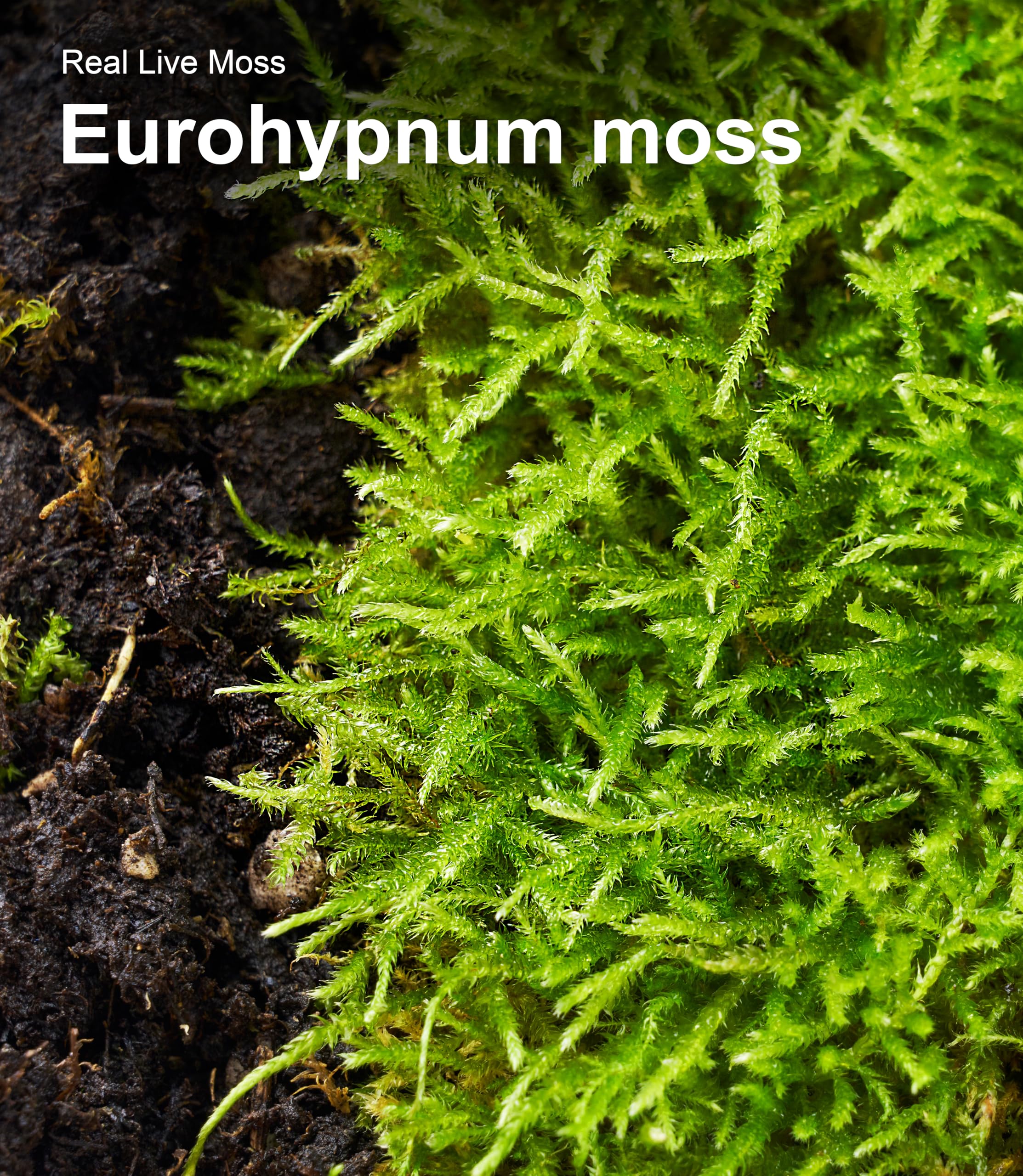 LUCKYRUNES Live Moss Duo Pack ideal for bonsai and decor.
