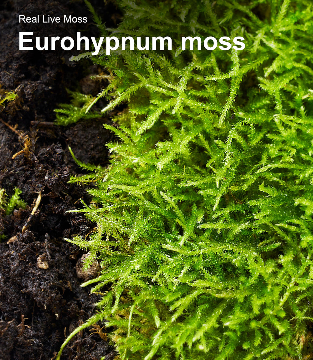 LUCKYRUNES Live Moss Duo Pack ideal for bonsai and decor.