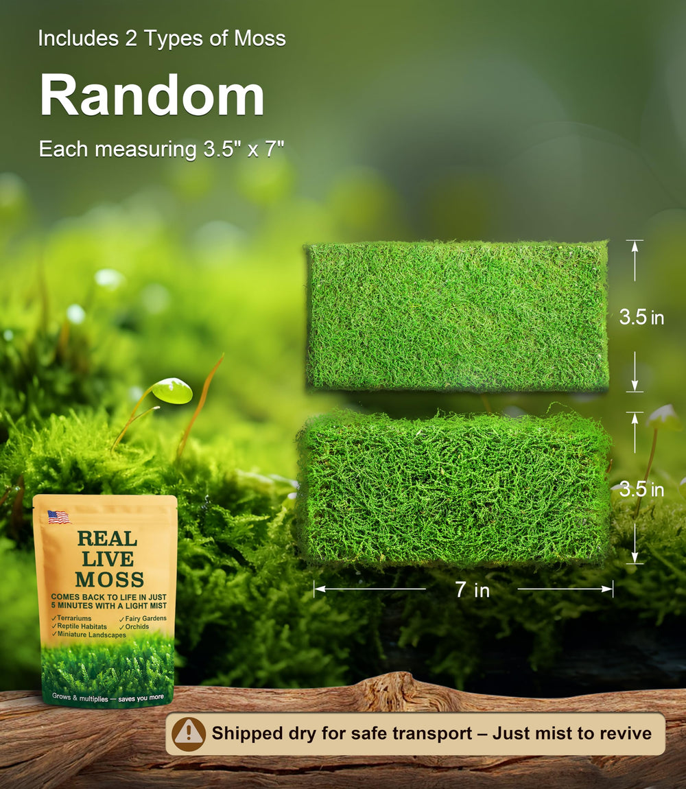 LUCKYRUNES Live Moss Duo Pack dry shipped and revived after misting.