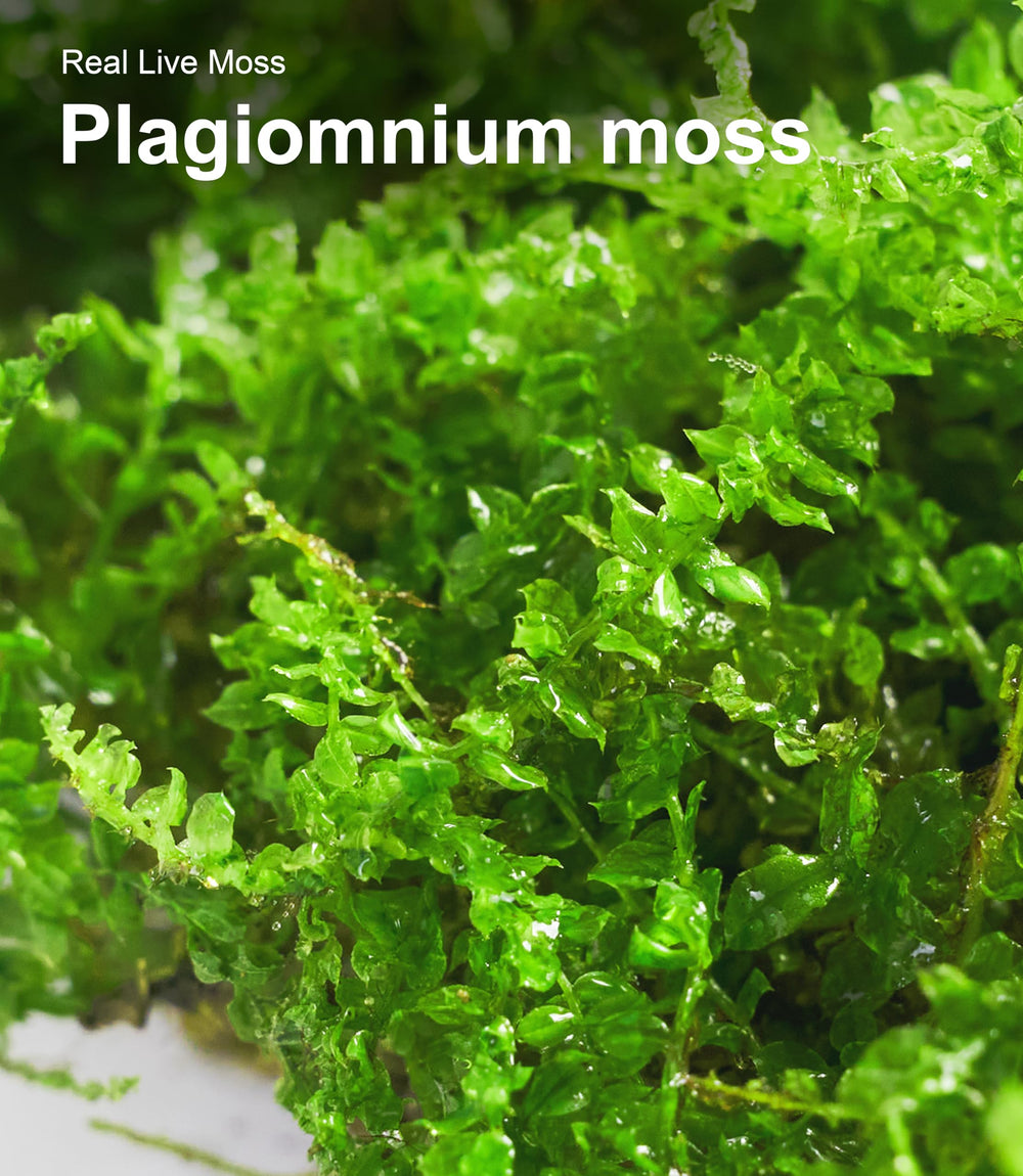 LUCKYRUNES Live Moss Duo Pack creates a forest-floor look.