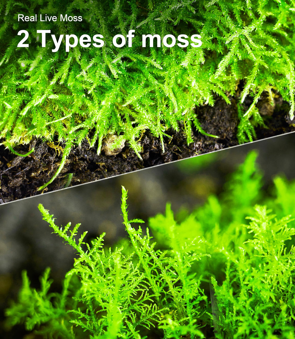 LUCKYRUNES Live Moss Duo Pack grows over time with proper light.