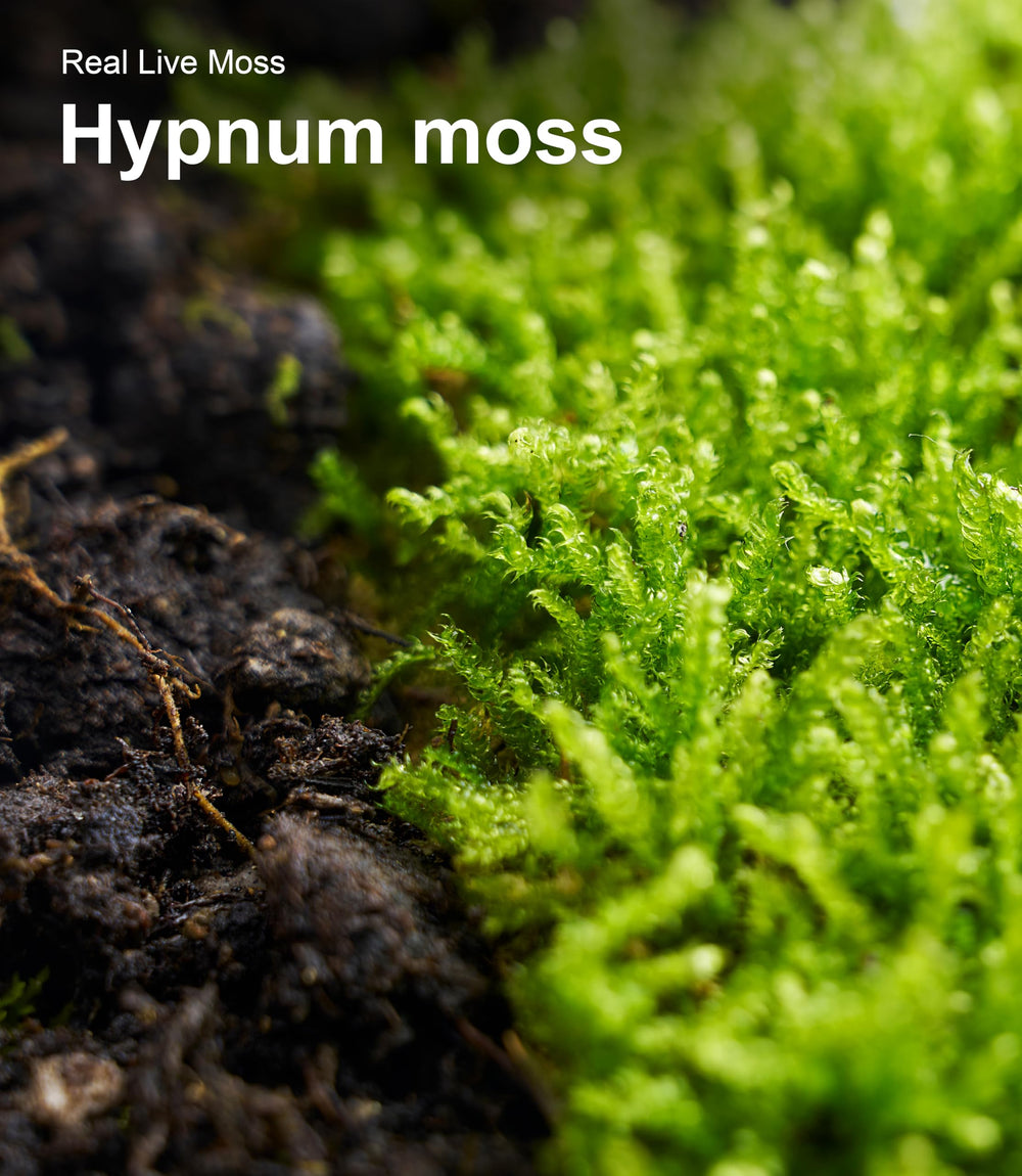 LUCKYRUNES Live Moss Duo Pack features two-piece moss pieces.