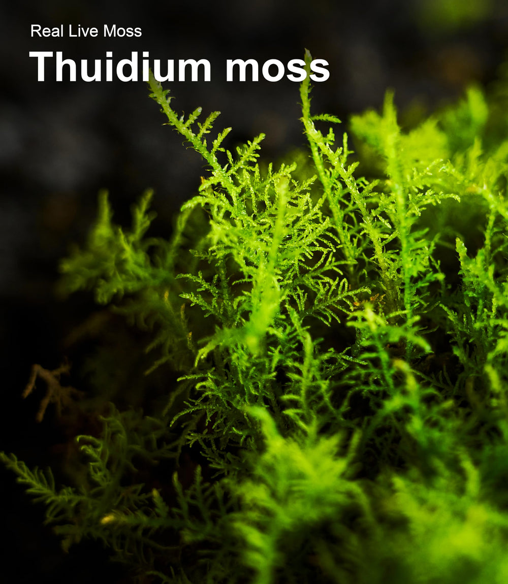 LuckyRunes moss in bonsai scene adds realistic texture and depth