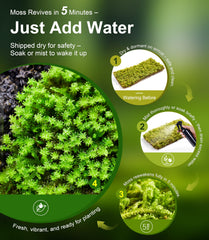 LuckyRunes moss in humid terrarium showing moisture retention benefits