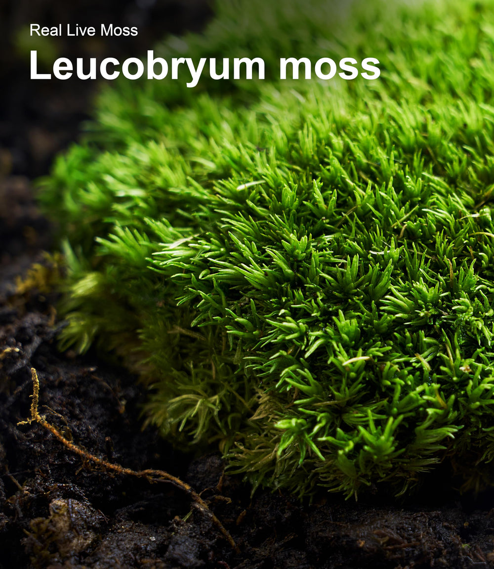 LuckyRunes moss in indoor planter for natural decorative use