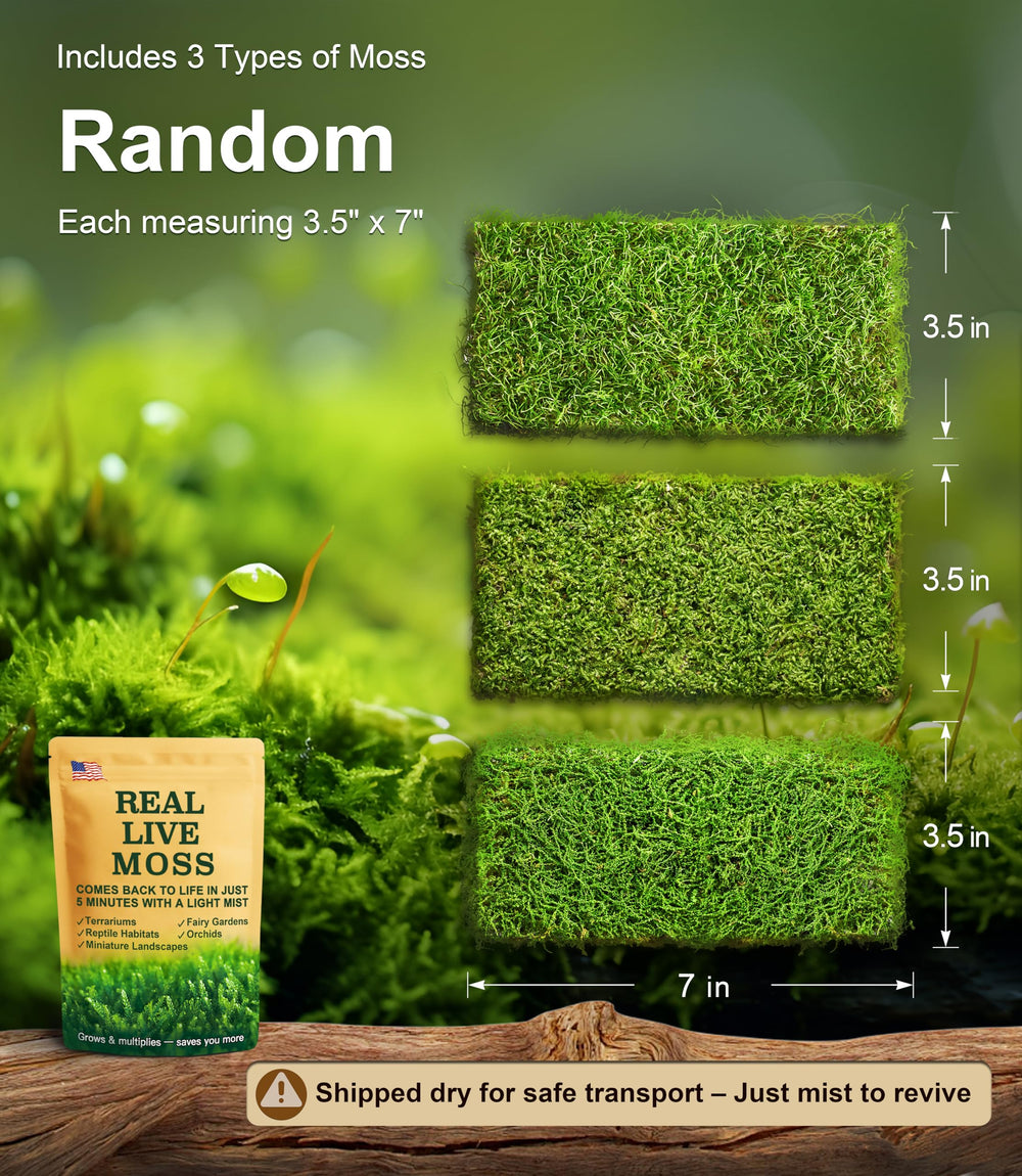 LuckyRunes moss misting action rehydrates and refreshes terrarium sheets