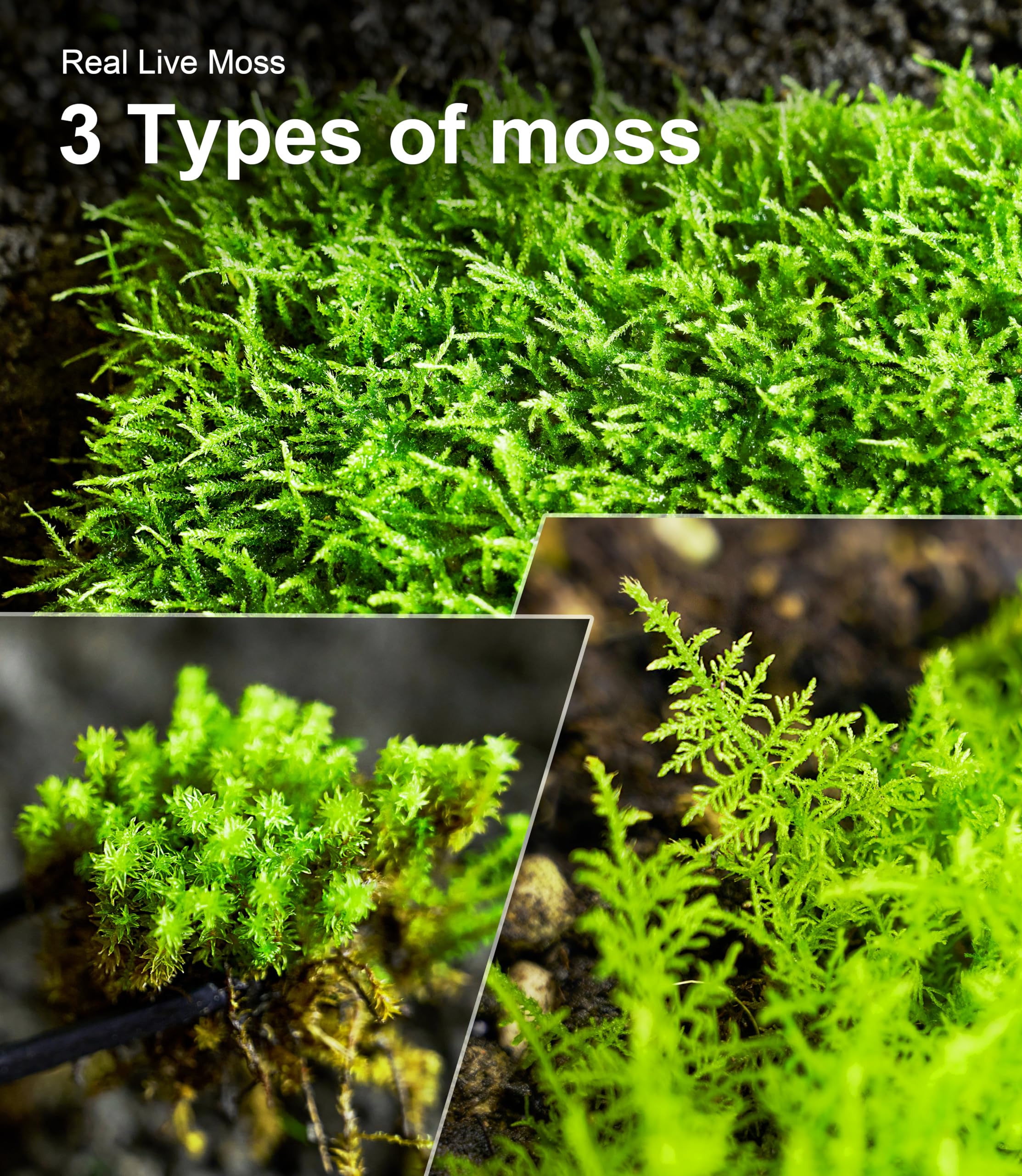 LuckyRunes moss pack demonstrating reusable greenery that grows over time