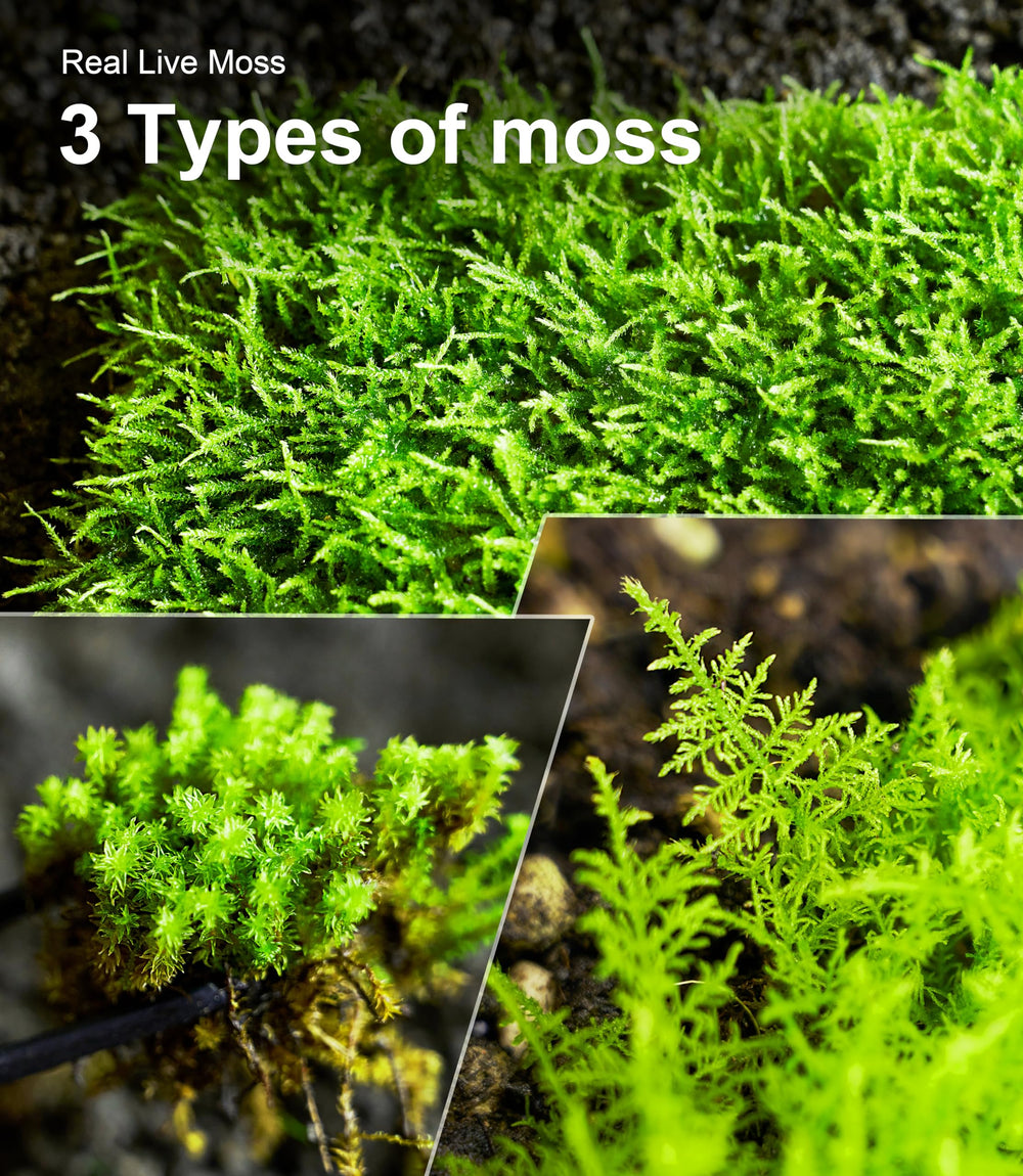 LuckyRunes moss pack demonstrating reusable greenery that grows over time