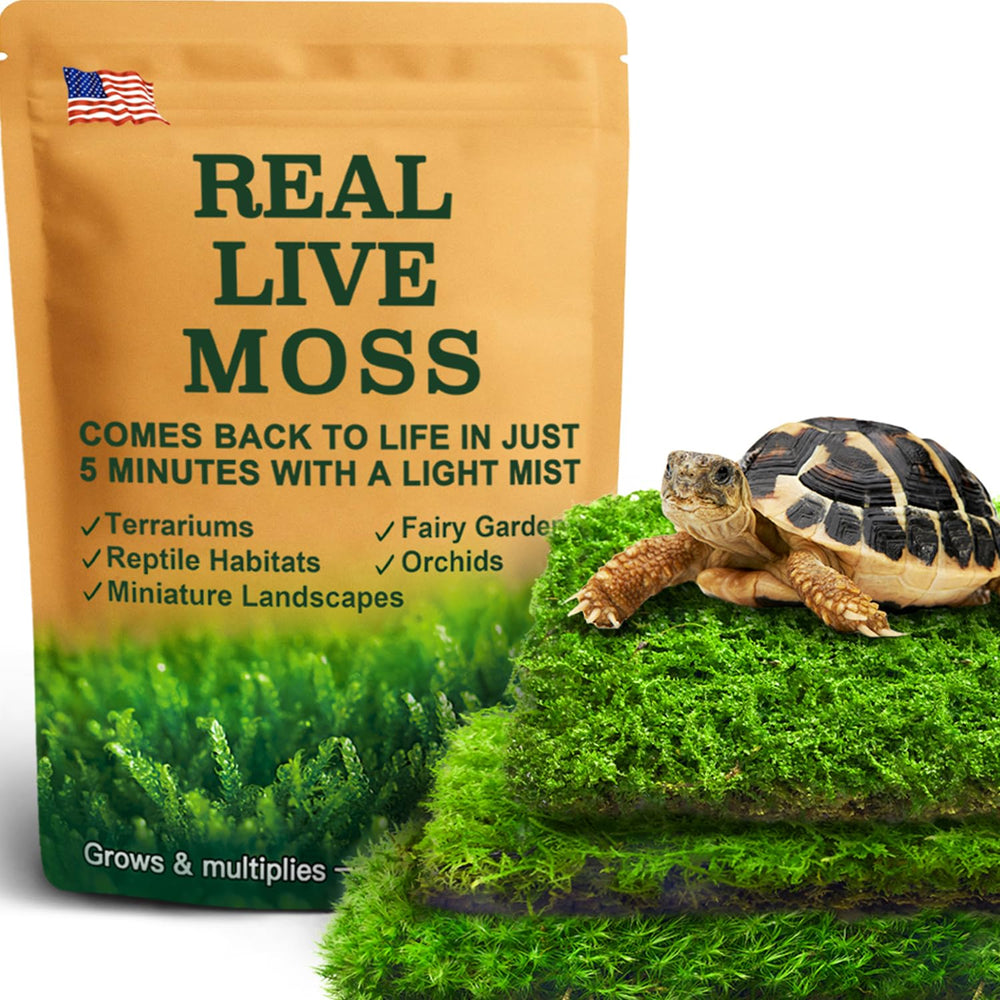 LuckyRunes live moss pack closeup for terrariums with vibrant texture