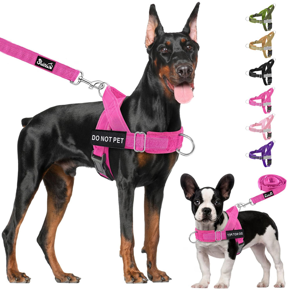 Lukovee training-ready set supports gentle training and easy walks.