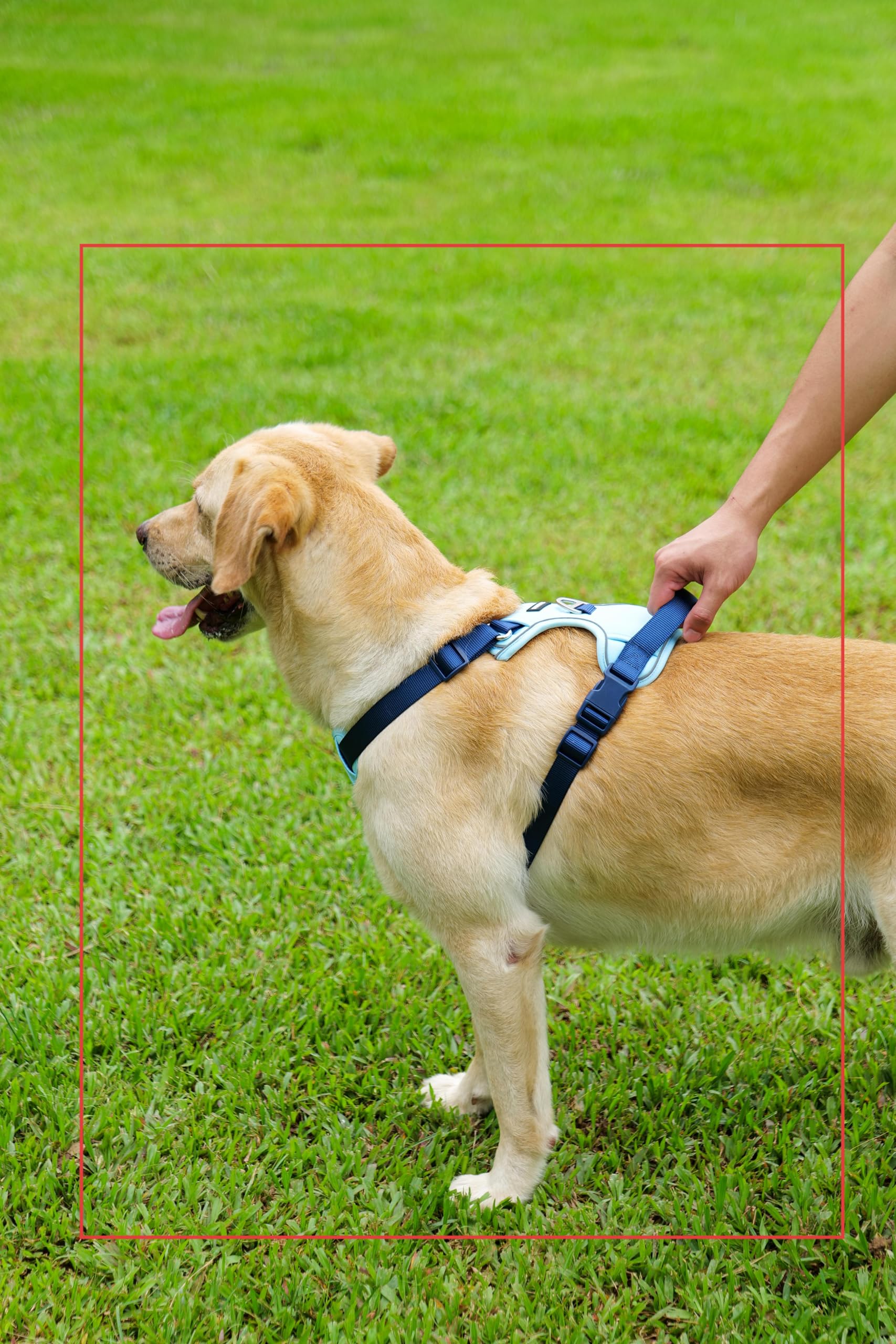 LULUPET 3-in-1 set includes harness, leash, and collar
