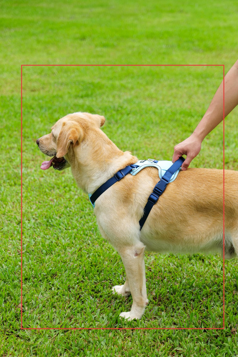 LULUPET 3-in-1 set includes harness, leash, and collar