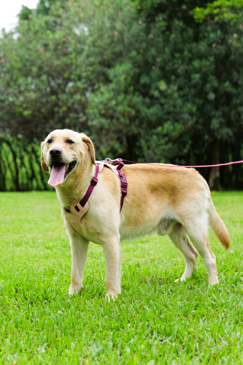 LULUPET adjustable design fits puppies to adults for growing dogs