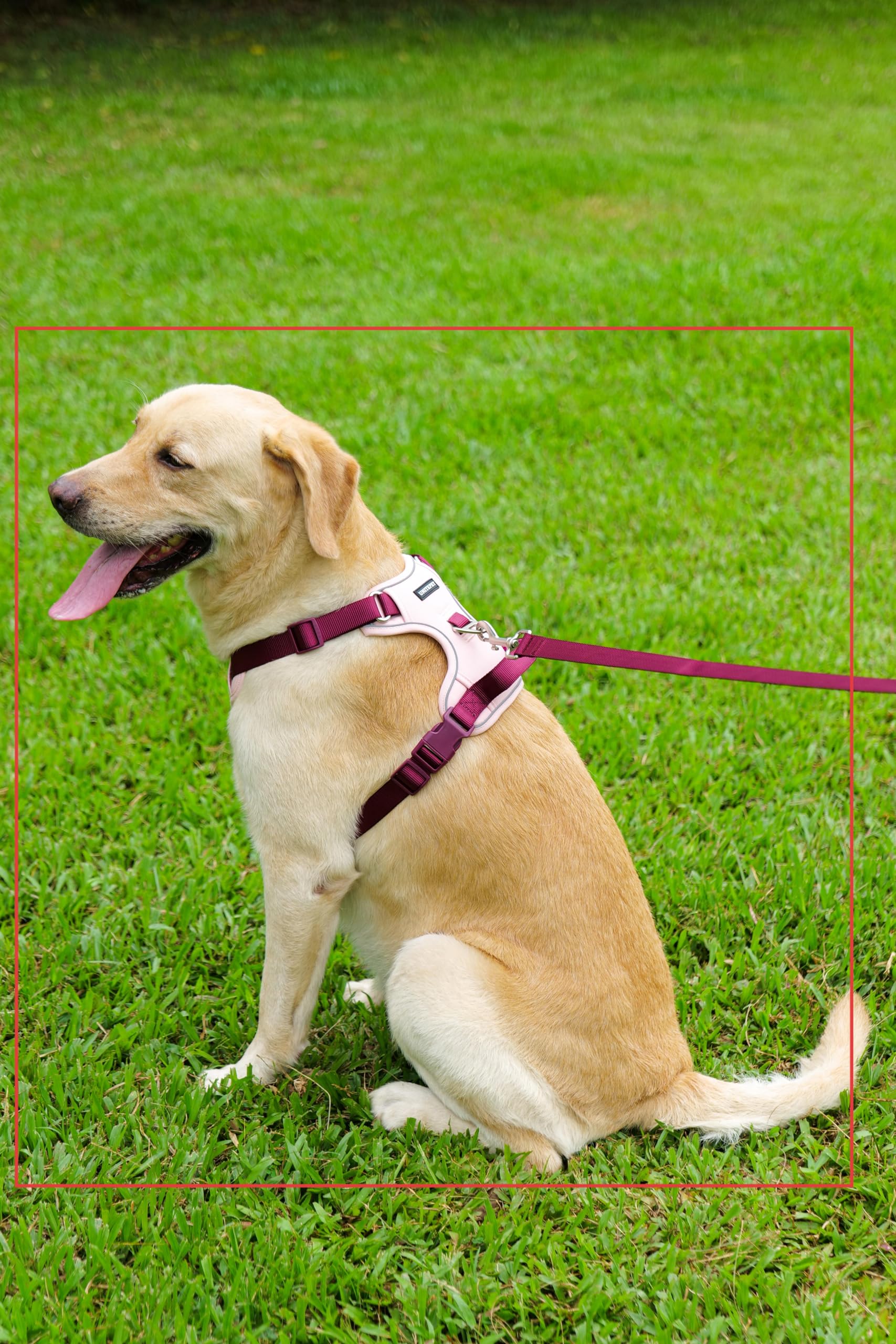LULUPET burgundy and pink colorway suited for daily wear and photos