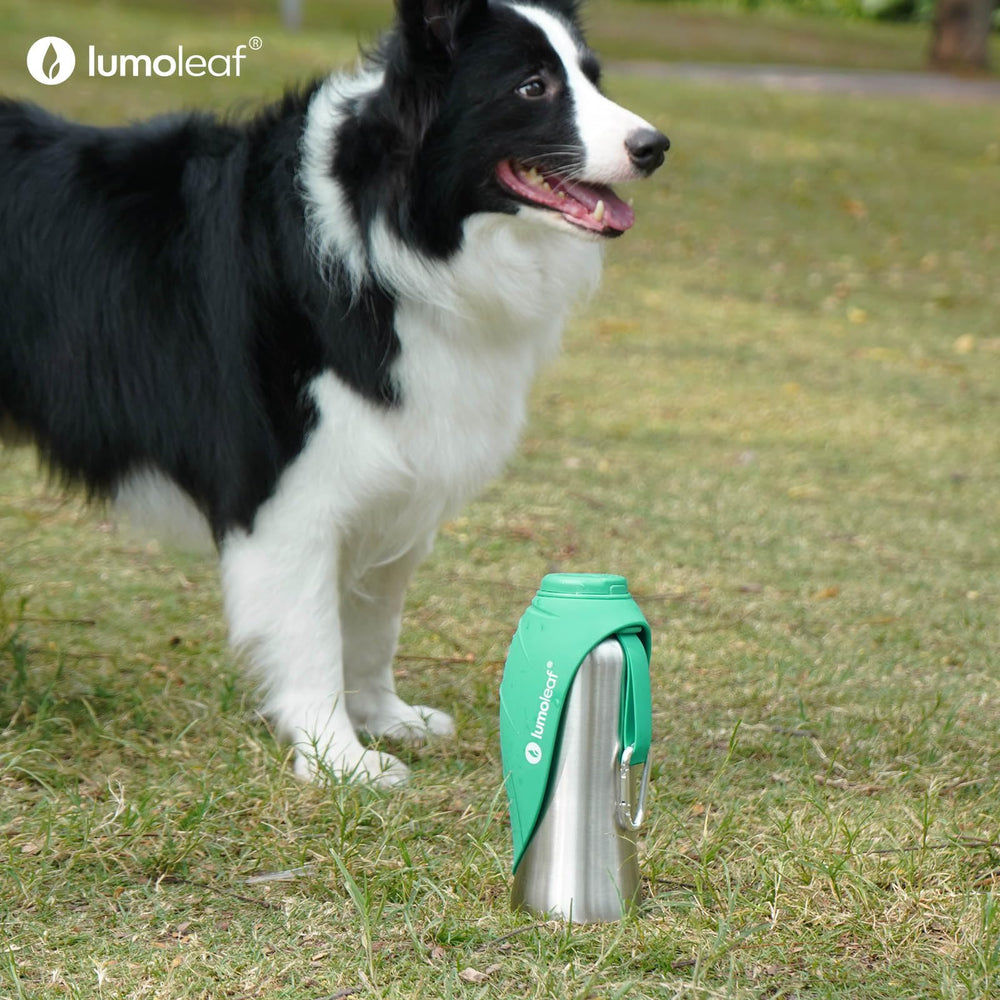 LumoLeaf on-the-go hydration solution for large dogs during road trips.
